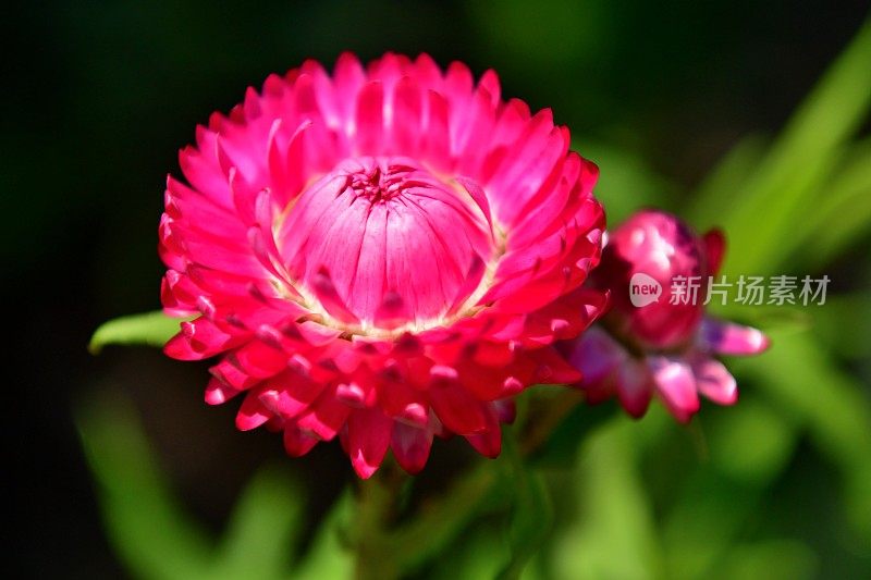 Strawflower /蜡菊